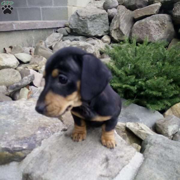 Digger, Dachshund Puppy